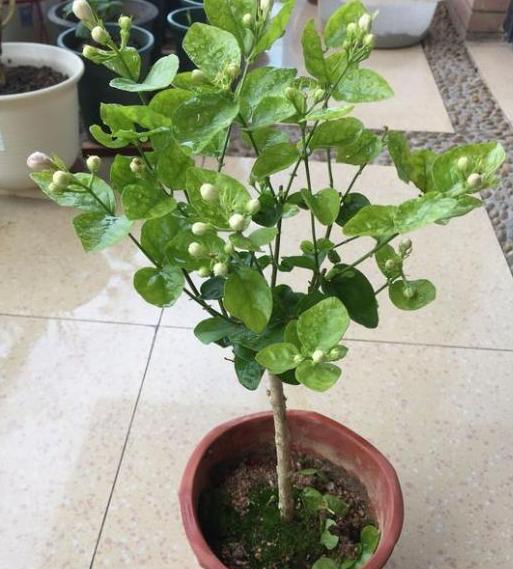 家里养茉莉花怎么配土,养茉莉花小妙招