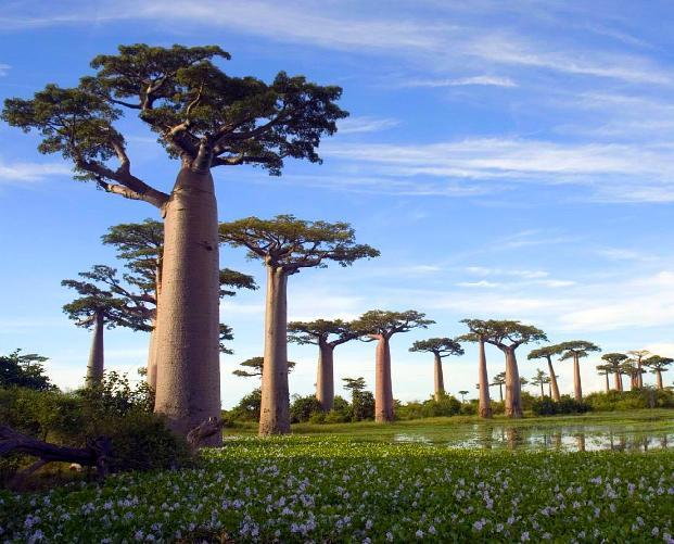 世界上10大最奇特的植物,世界上最奇特的植物叫什么名字