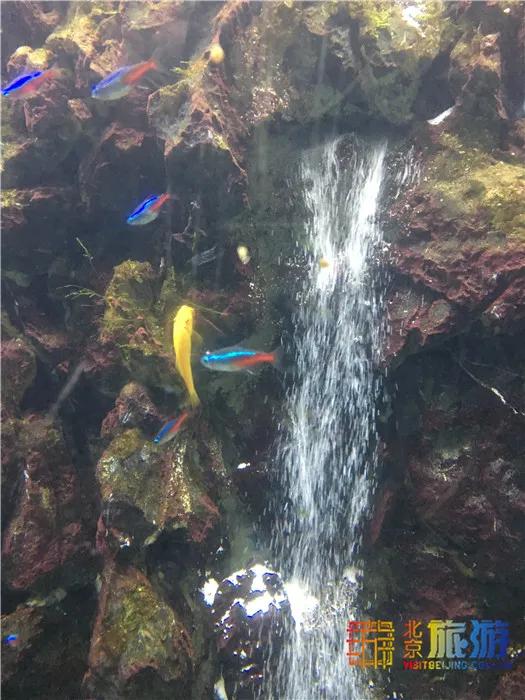 周末有风？别怕，来北京这里看花花草草和无数小可爱！猜到是哪里了吗？