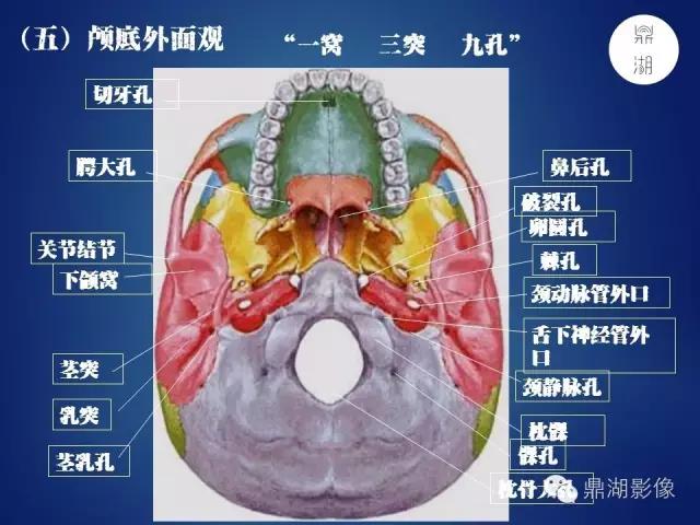 人体神经系统完整解剖图,超全神经系统解剖图近乎完美