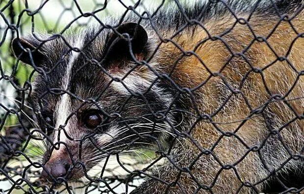 除了蝙蝠，这9大“野味”也不可食用，必须要了解的知识