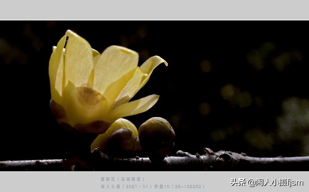 如何拍出腊梅摄影作品图片,腊梅手机摄影技巧