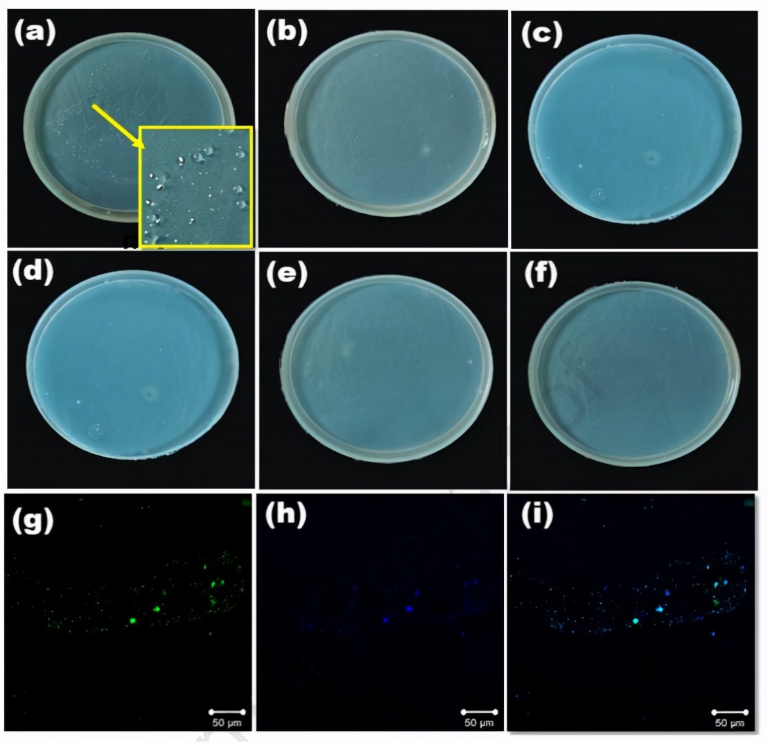 PLLA-Ag@石墨烯复合材料的制备及其在水体污染修复中的应用
