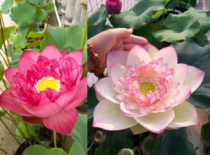 五月份被公认阳台最好养的10种花,喜阴耐旱适合室内养的50种花