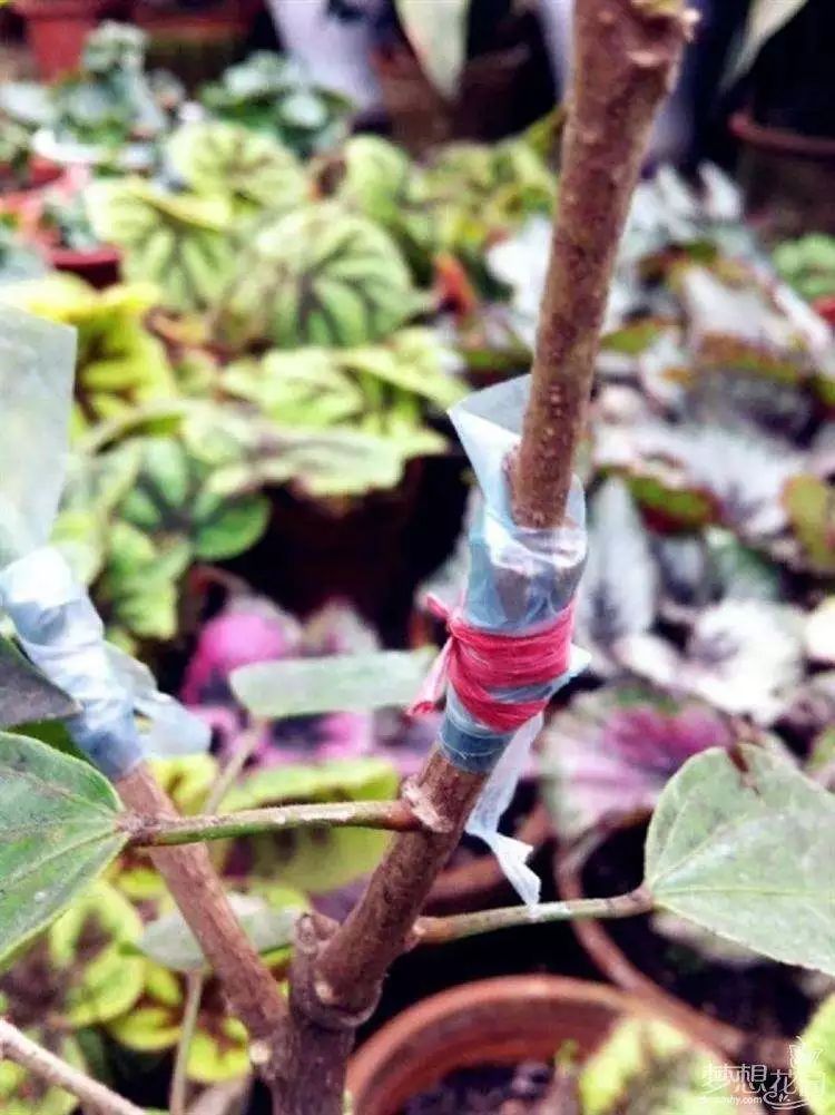 别把“嫁接”想得太苦太难，掌握6个窍门，它可是很好玩的活儿