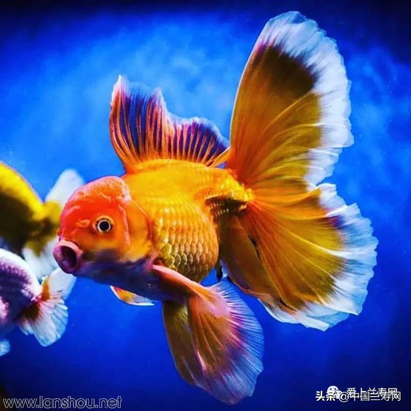 那些企图拿尾巴征服世界的金鱼们