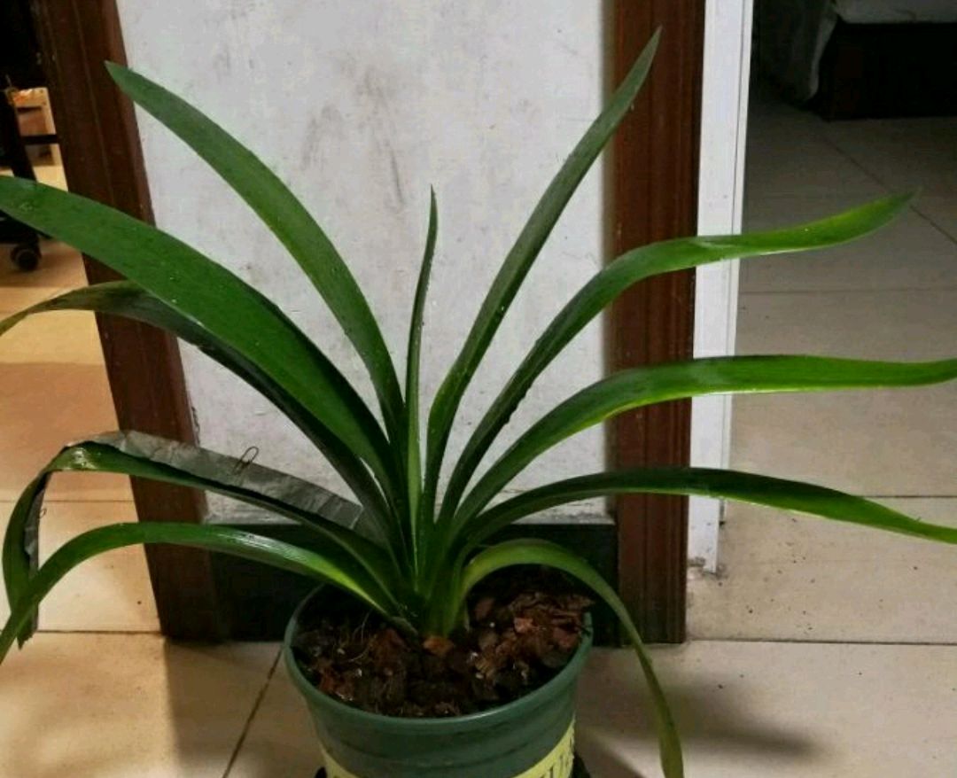 君子兰的根系有多少,君子兰的根系越长越旺