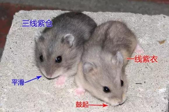仓鼠怎么分辨一线和三线,三线仓鼠大战一线仓鼠