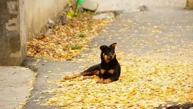 最美银杏秋景自驾攻略,杭州银杏树旅游攻略