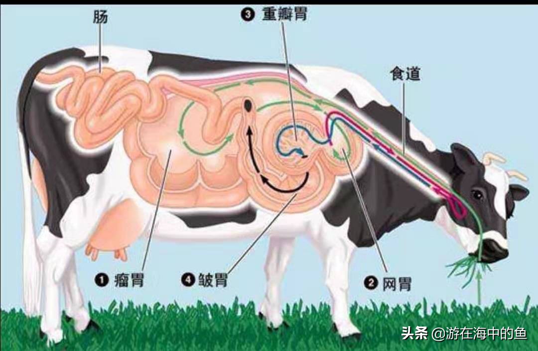 牛身上掏洞养殖合理吗,养殖牛的内分泌