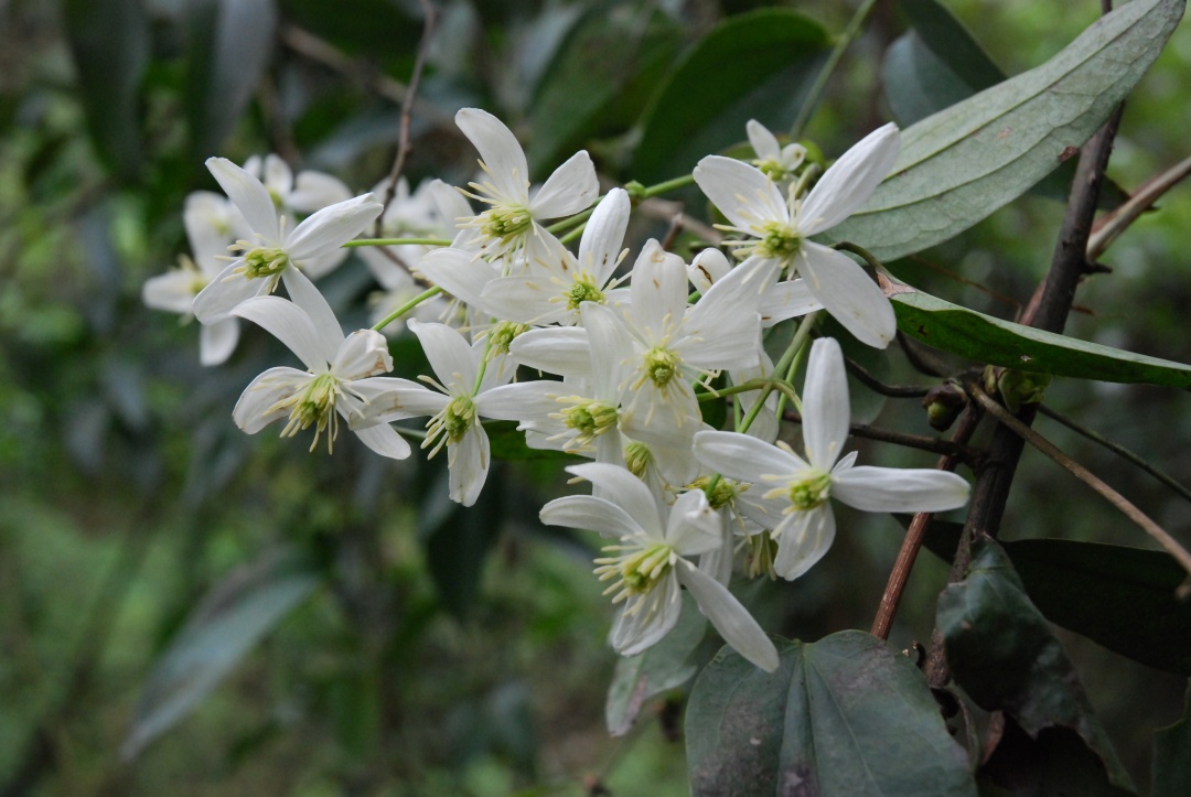 一棵就能爬满墙？这波操作服了