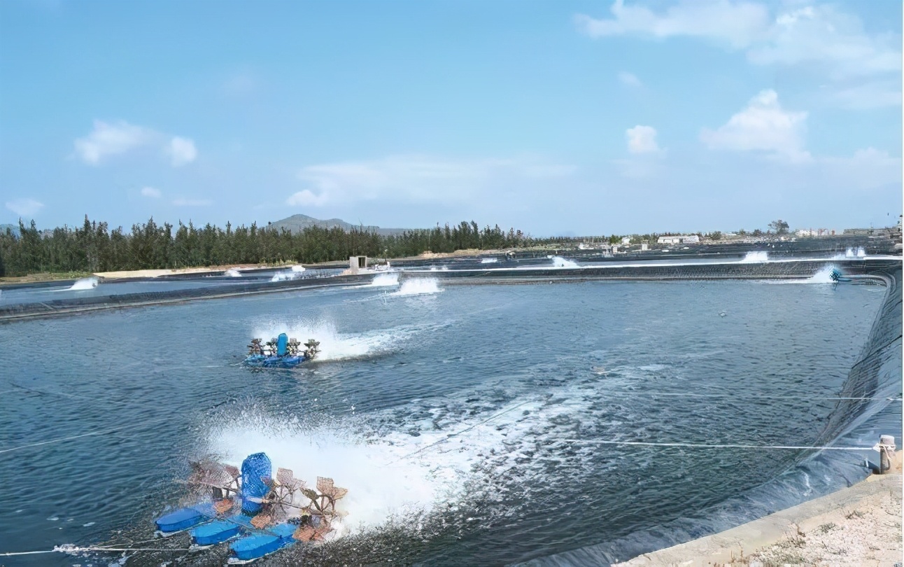 海水养虾的基本常识是什么,低盐度淡水和纯海水养虾的区别