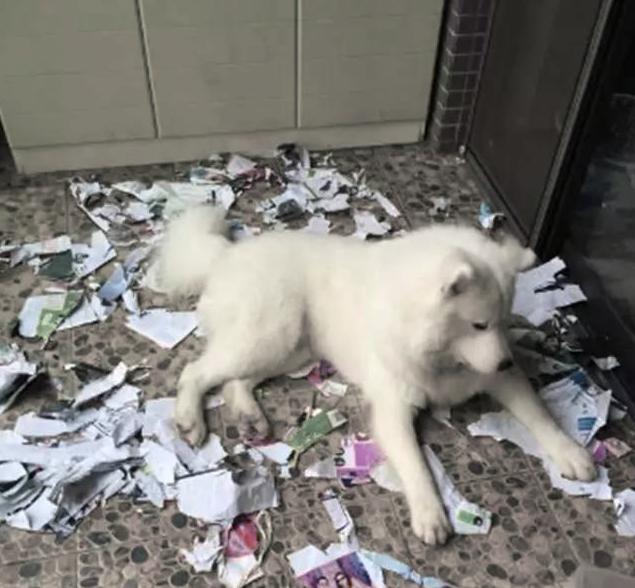 雪橇三傻萨摩耶如何训练抓野兽,萨摩耶雪橇三傻