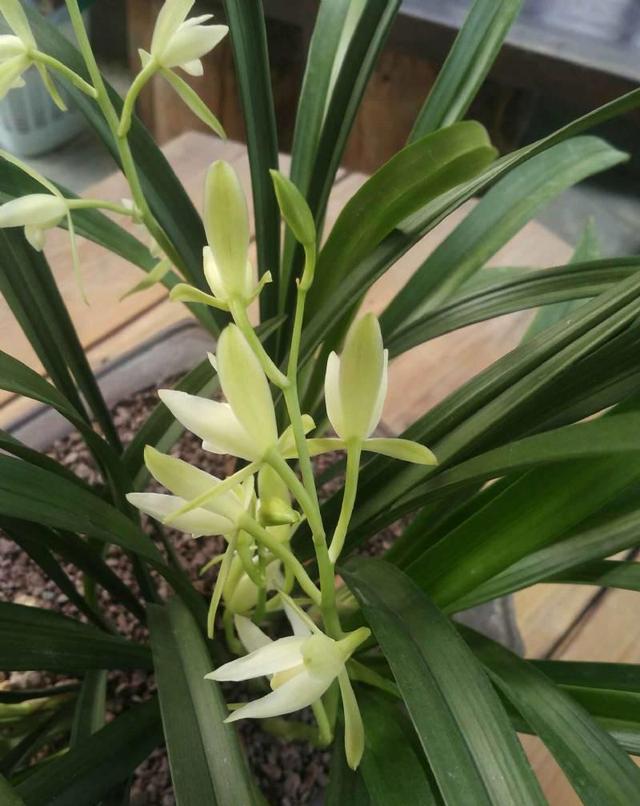 十三种最值得买的兰花,四种兰花最值得购买