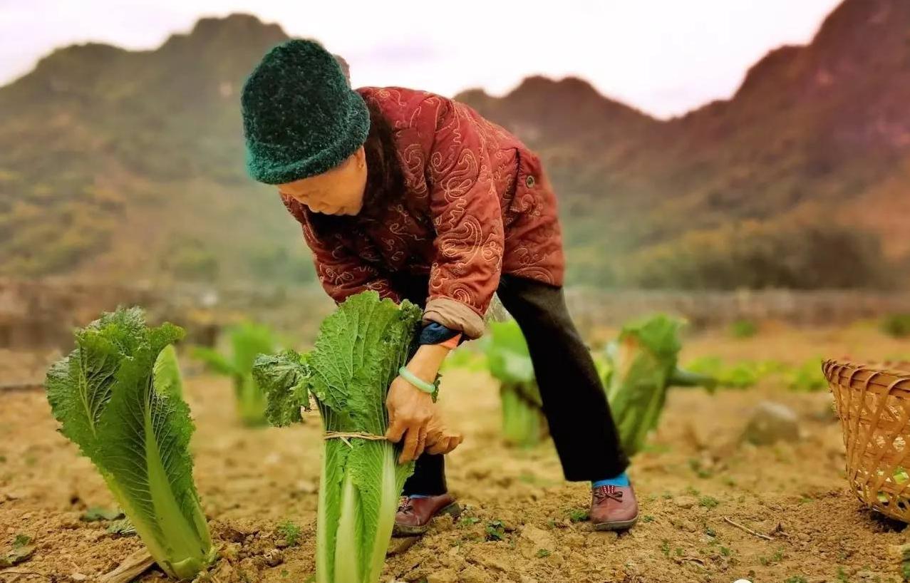 巴马长寿老人趣闻,巴马长寿老人最多的地方