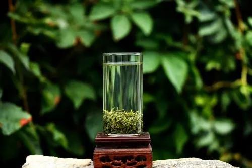 崂山绿茶最好的是哪个牌子,崂山绿茶引进的是哪个品种