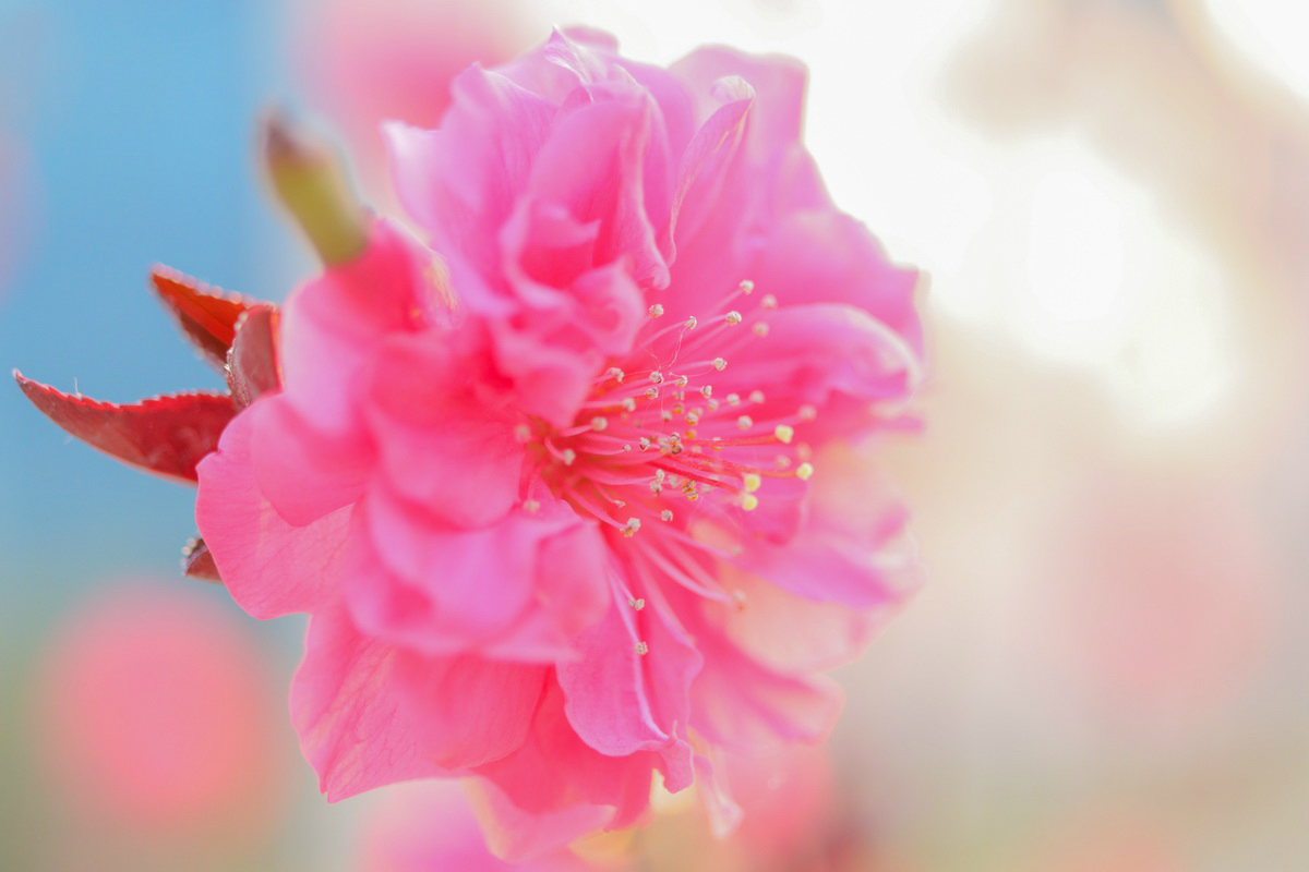 佳能canoneos200dii测评,佳能canoneos200dii单反相机