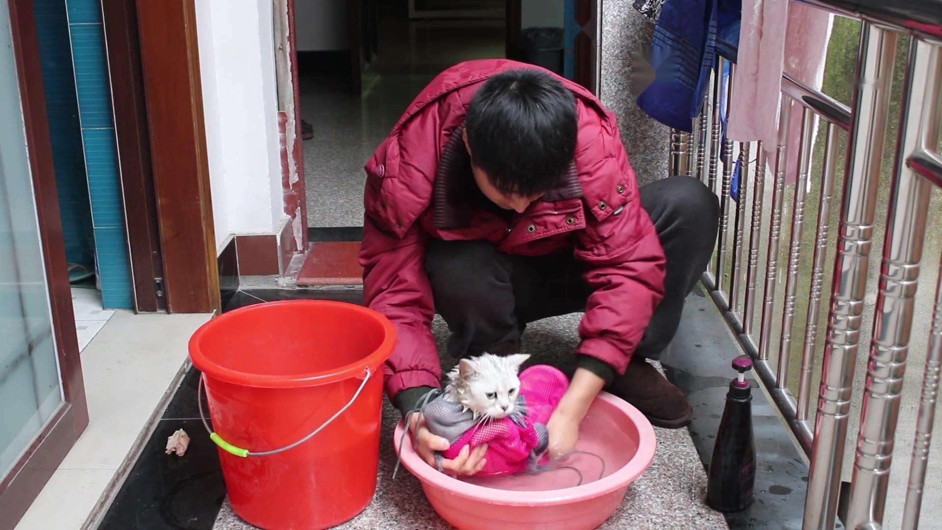 初次洗猫攻略如何安全的给猫洗澡,猫咪洗护专场教你如何洗猫