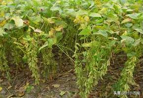 黑龙江农作物创业新思路,农村最赚钱的种植项目有哪些