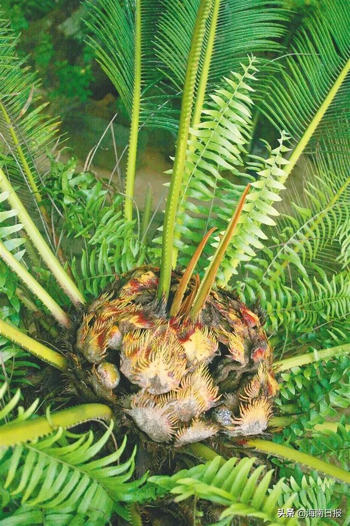 它是名符其实的海南“老铁”，堪称“植物界的活化石”