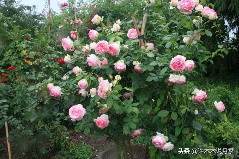 如何制作月季的肥料,月季自制液体肥怎么用最好