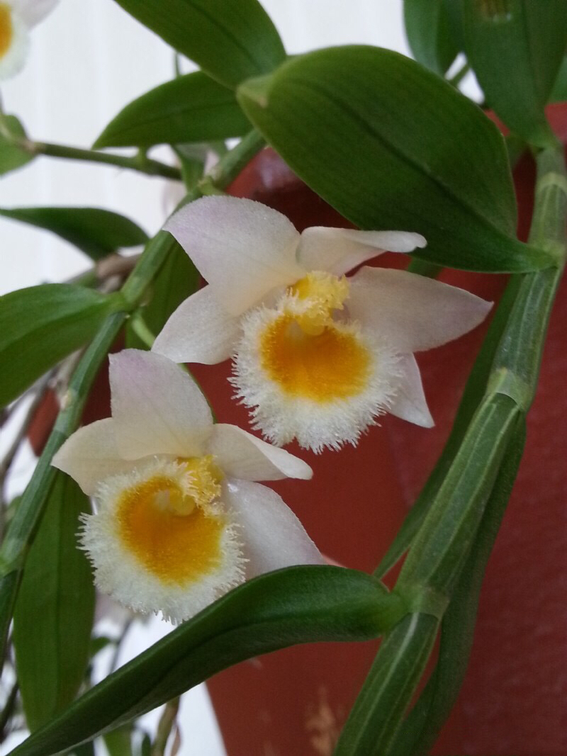 大自然石斛花,哪种石斛花好看又好吃