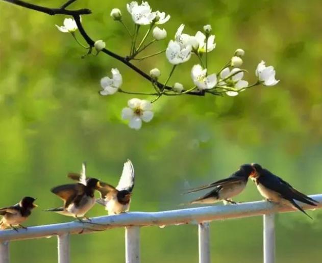 二十四节气春分歌曲,二十四节气春分手抄报