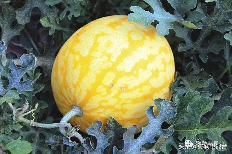 弥勒千亩西瓜熟了！黄心瓜、红心瓜、小香瓜…你喜欢哪种？