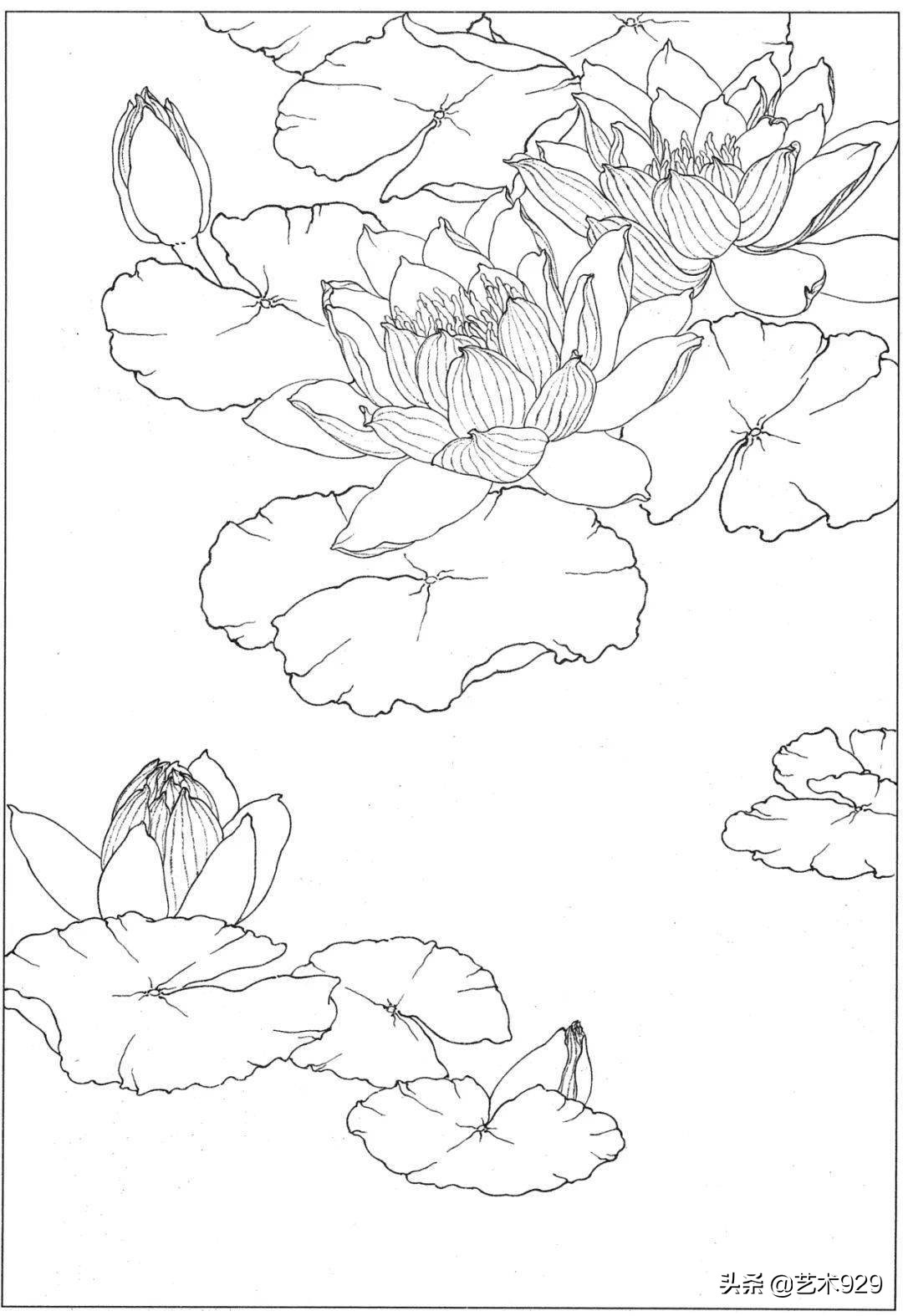 适合初学者的荷花白描画稿,荷花小品实用白描画稿