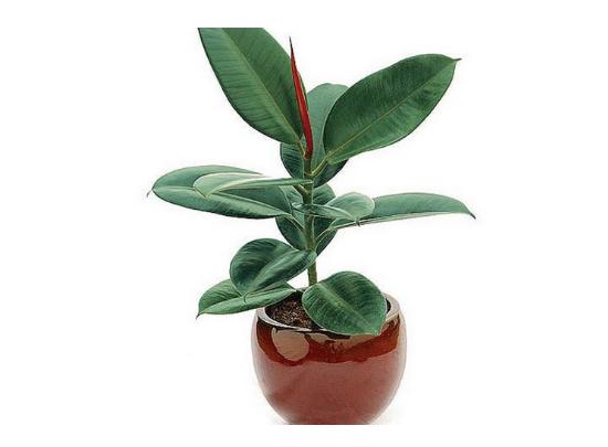 有效去除甲醛的是什么植物,除甲醛比较好的室内植物又好养活