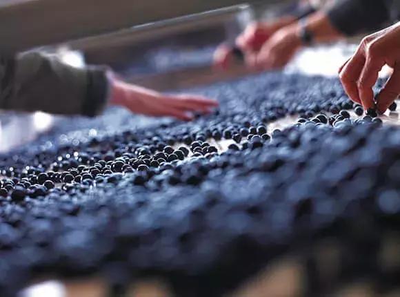 酿酒大师原浆啤酒,酿酒大师系列酒