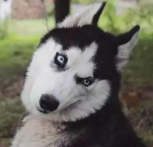 哈士奇的铲屎官,哈士奇幼犬有多蠢