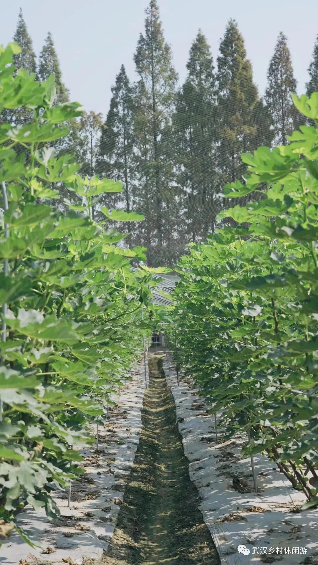 太好吃了！无花果上市，查收一份来自东西湖区的甜蜜暴击