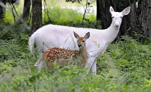 十种你肯定没见过的动物,令人惊艳的17种动物绝对罕见