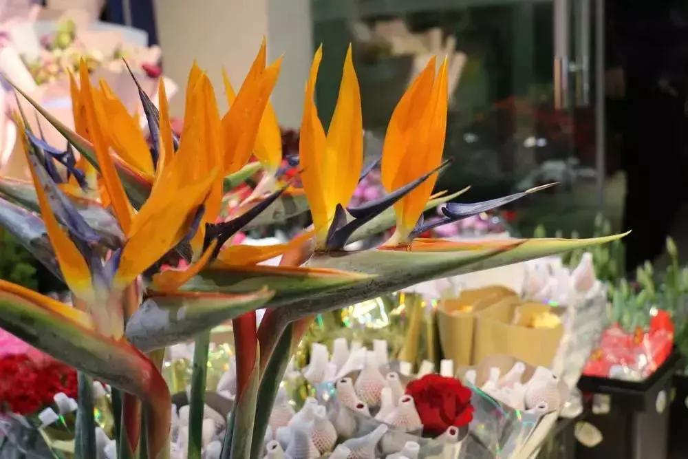 郑州三大花卉市场都是哪个,郑州哪个花卉市场最全