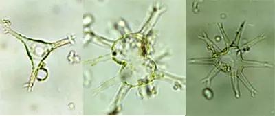 水产养殖藻类老化是怎样的,水产养殖显微镜下各种藻类