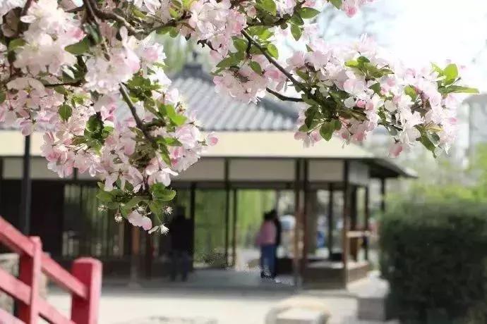 天津赏花好玩的公园,天津东丽湖哪里可以赏花