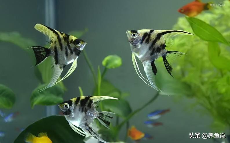 喂观赏鱼活食好还是饲料好？“养鱼说”给这争议画上一个句号