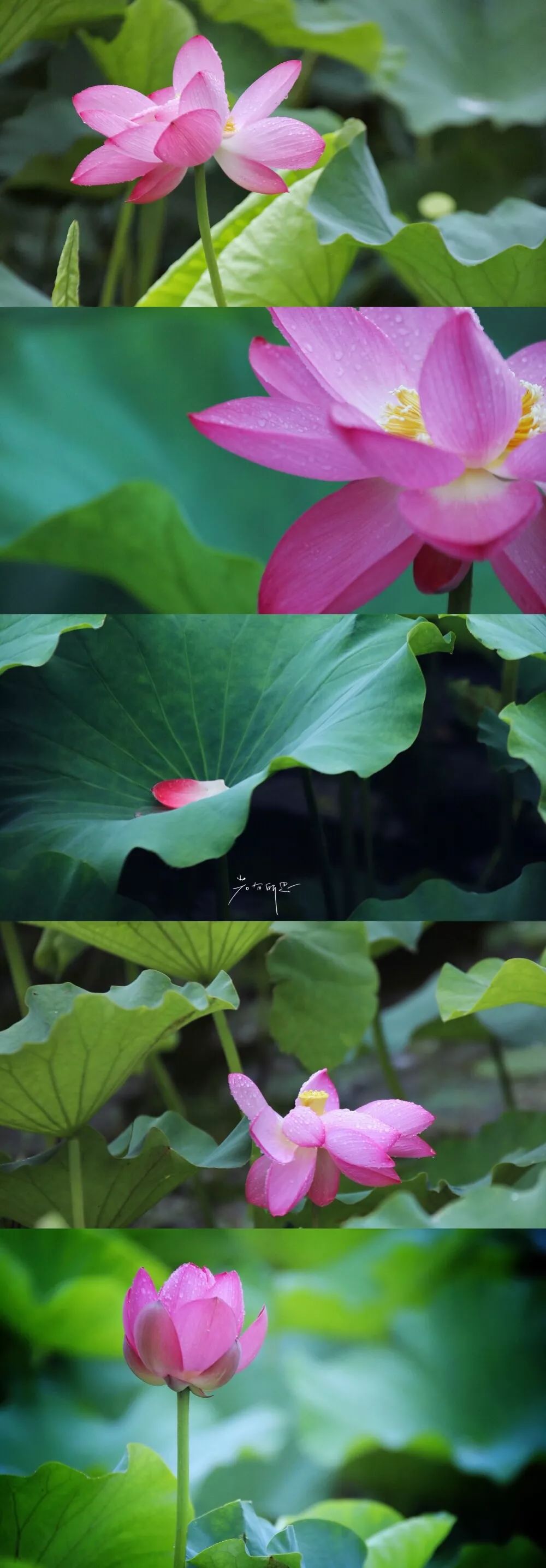 沙家浜旅游民宿有哪些,三月最适合去的最美民宿