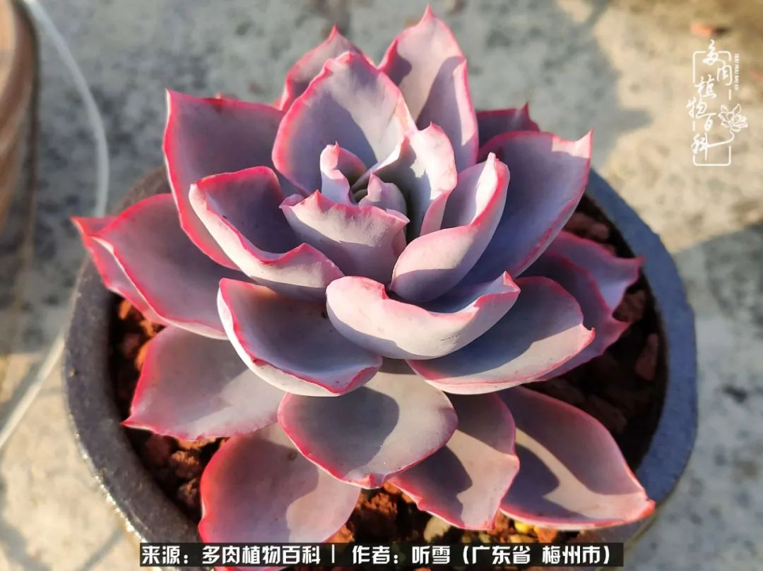 爱上多肉精致生活,爱上多肉我们的减压法宝