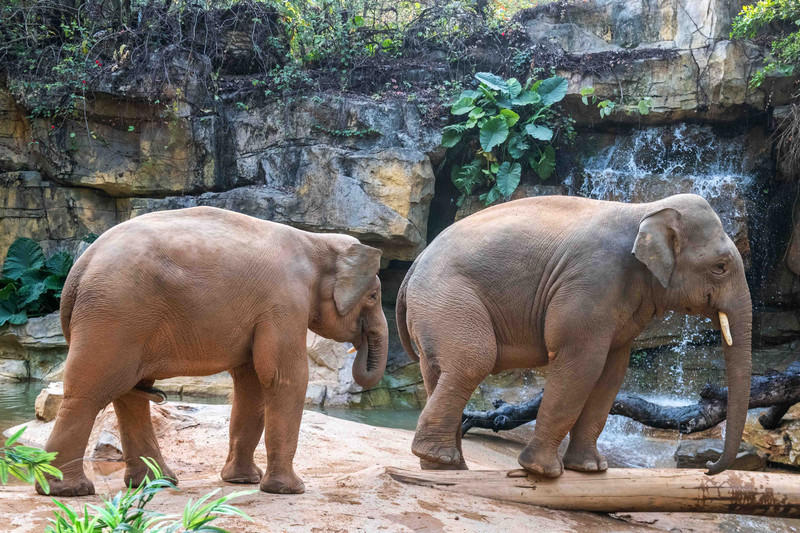 玩转广州长隆野生动物世界之行,广州长隆动物世界游玩攻略图