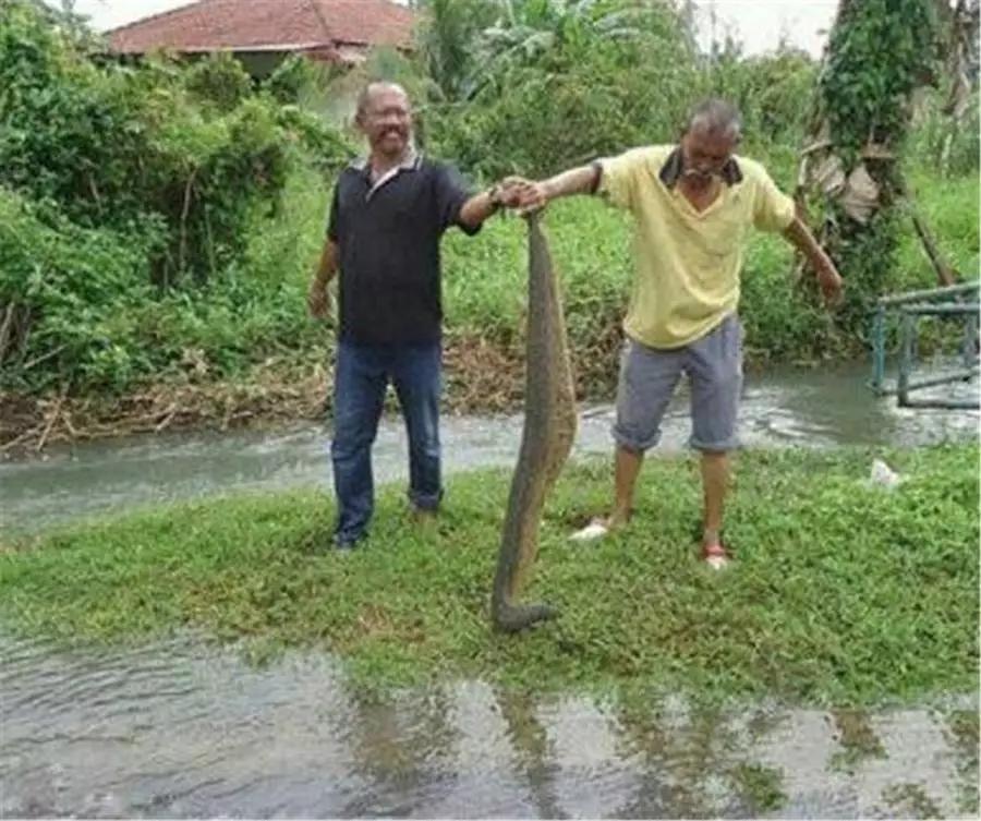 水蛭的学名是蚂蝗吗,蚂蟥和水蛭土名字