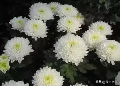 花语大全100种花图片,100种花的花语太全了