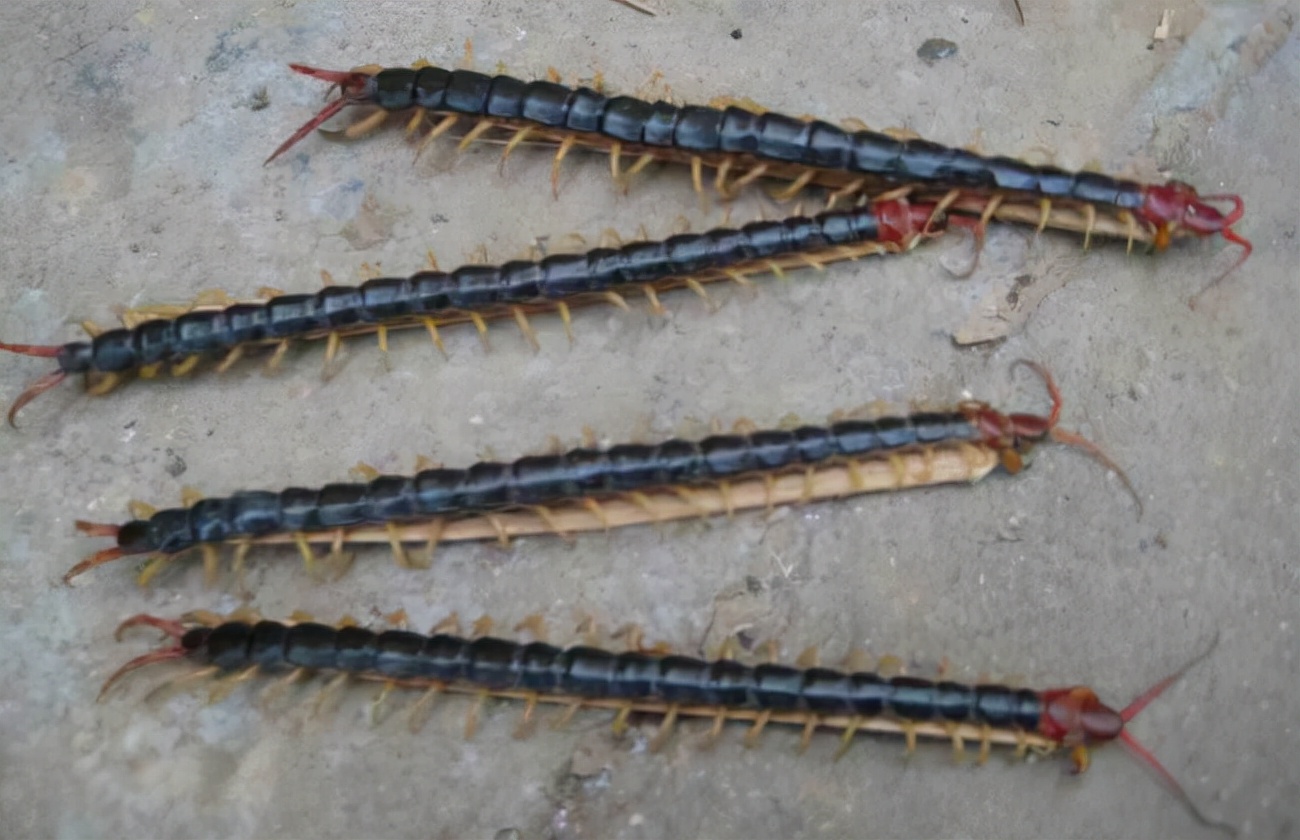 蜈蚣剧毒为什么鸡没事,蜈蚣有毒鸡吃了会中毒吗