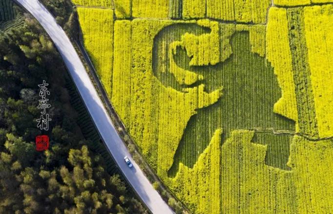 黄山踏青油菜花图片,黄山油菜花景观进入最佳观赏期