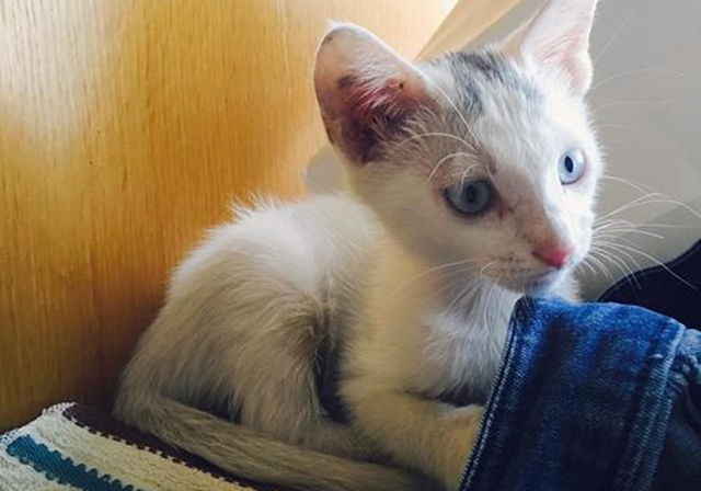 新生乳猫喂养,小奶猫该怎么养需要注意哪些事项