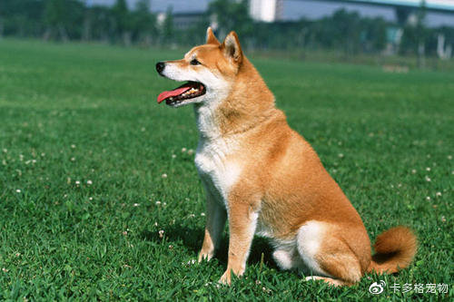 狗狗生理期还可以遛狗吗,狗狗生理期肚子会痛吗