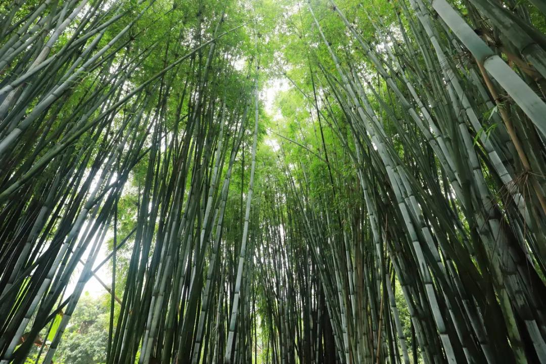 偷偷告诉你驴友们常去的从化小众特点小镇~比森林公园更美更好玩