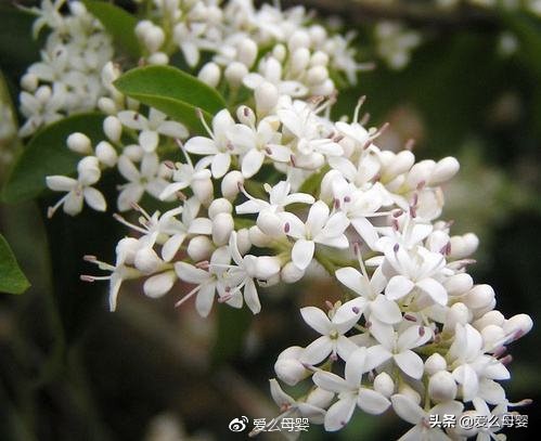 不容易怀孕的人适合养什么花,怀孕后家里适合养什么花