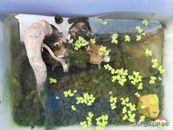 泥水养龟好还是清水养龟好,深水养龟的正确方法和技巧